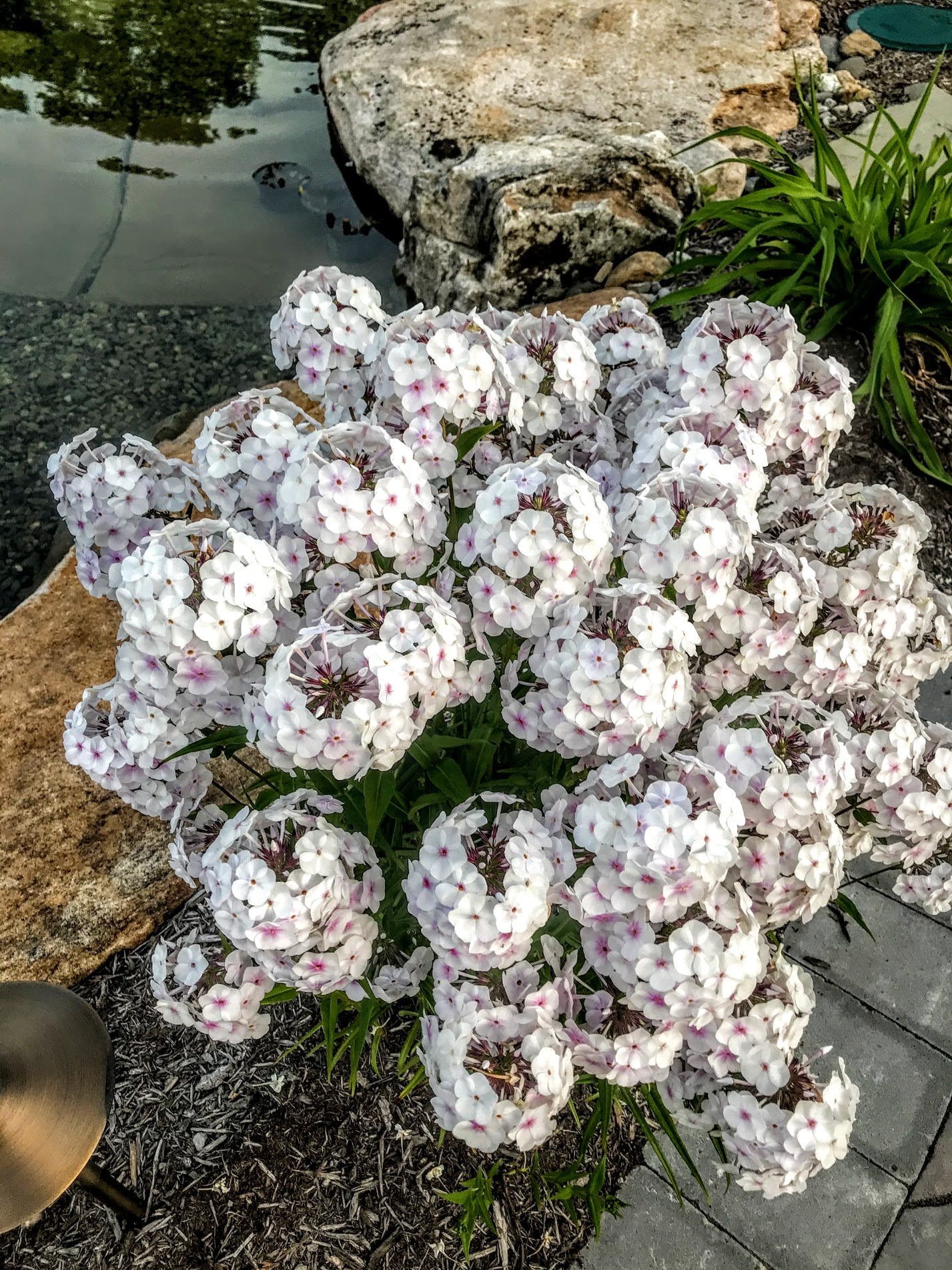 PHLOX- TALL_img1.png