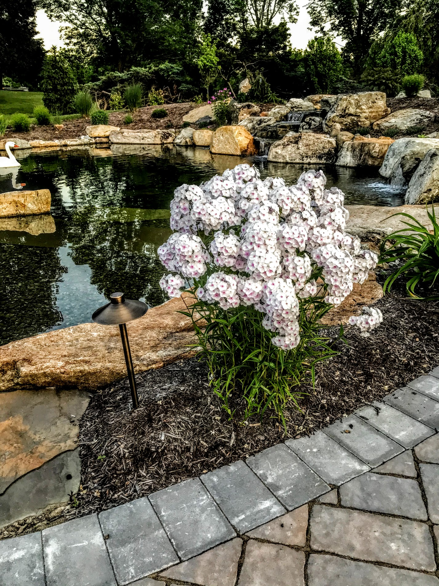 PHLOX- TALL_img2.png