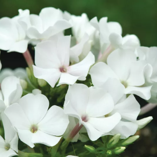 PHLOX- WHITE FLAME.png