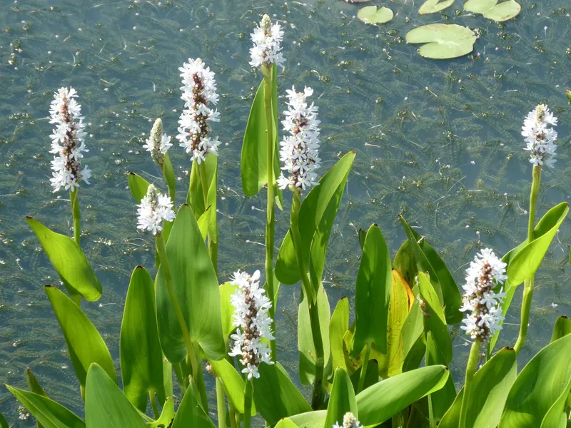 PICKEREL WEED - WHITE PICKEREL.png