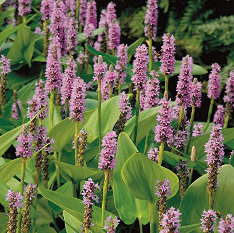 PINK PICKEREL RUSH.png