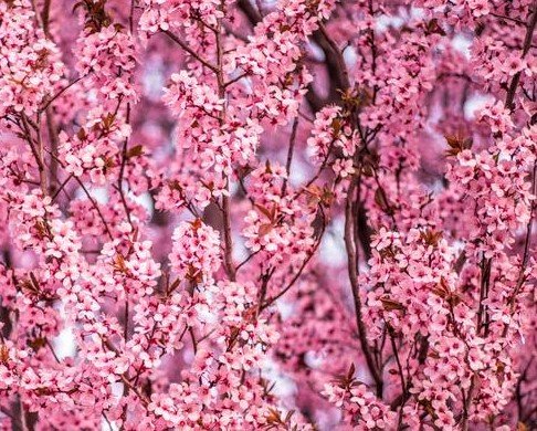 PLUM - THUNDERCLOUD_img2.jpeg