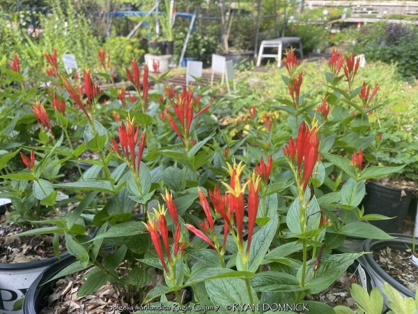RAGIN CAJUN SPIGELIA (INDIAN PINKS).png