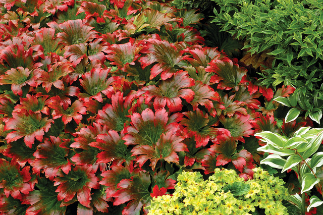 RED-LEAFED MUKDENIA.png
