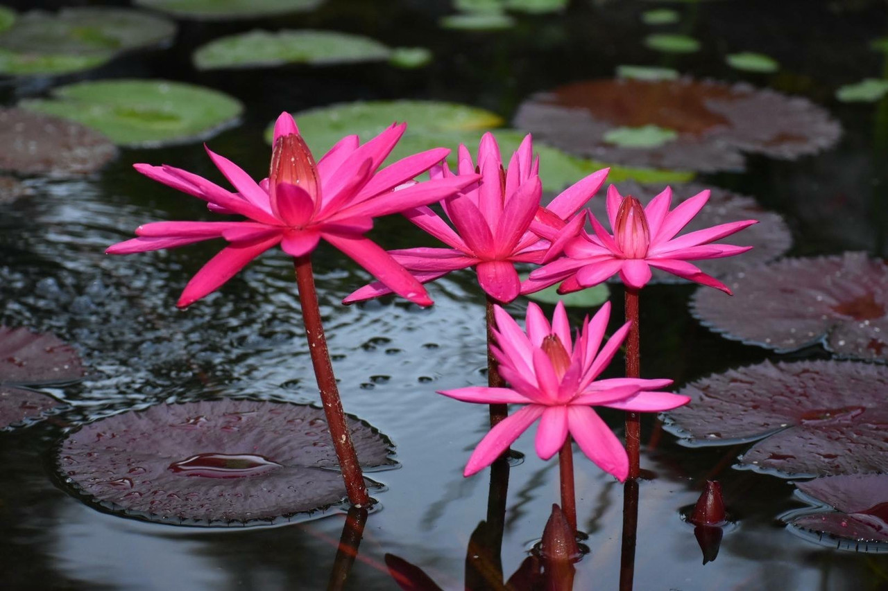 RED FLARE (NIGHT BLOOMER).png