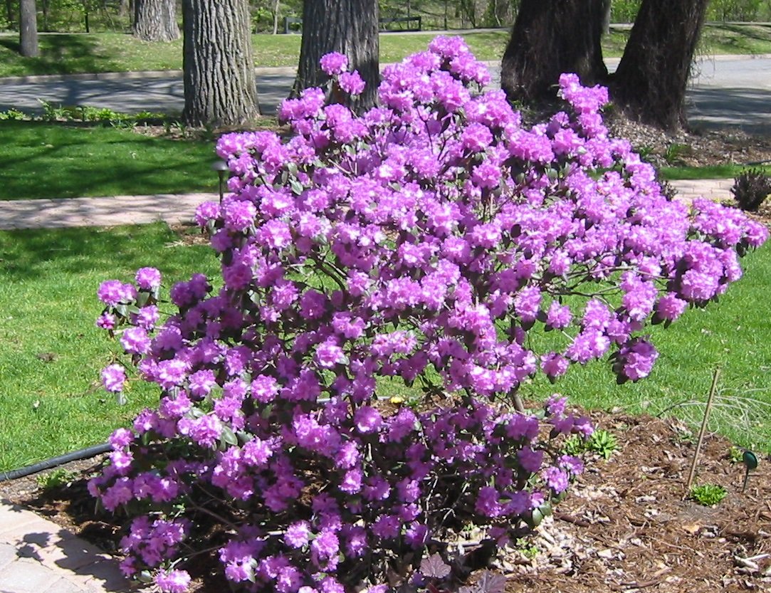RHODODENDRON - PJM (BLAAUW’S PINK AZALEA).jpeg