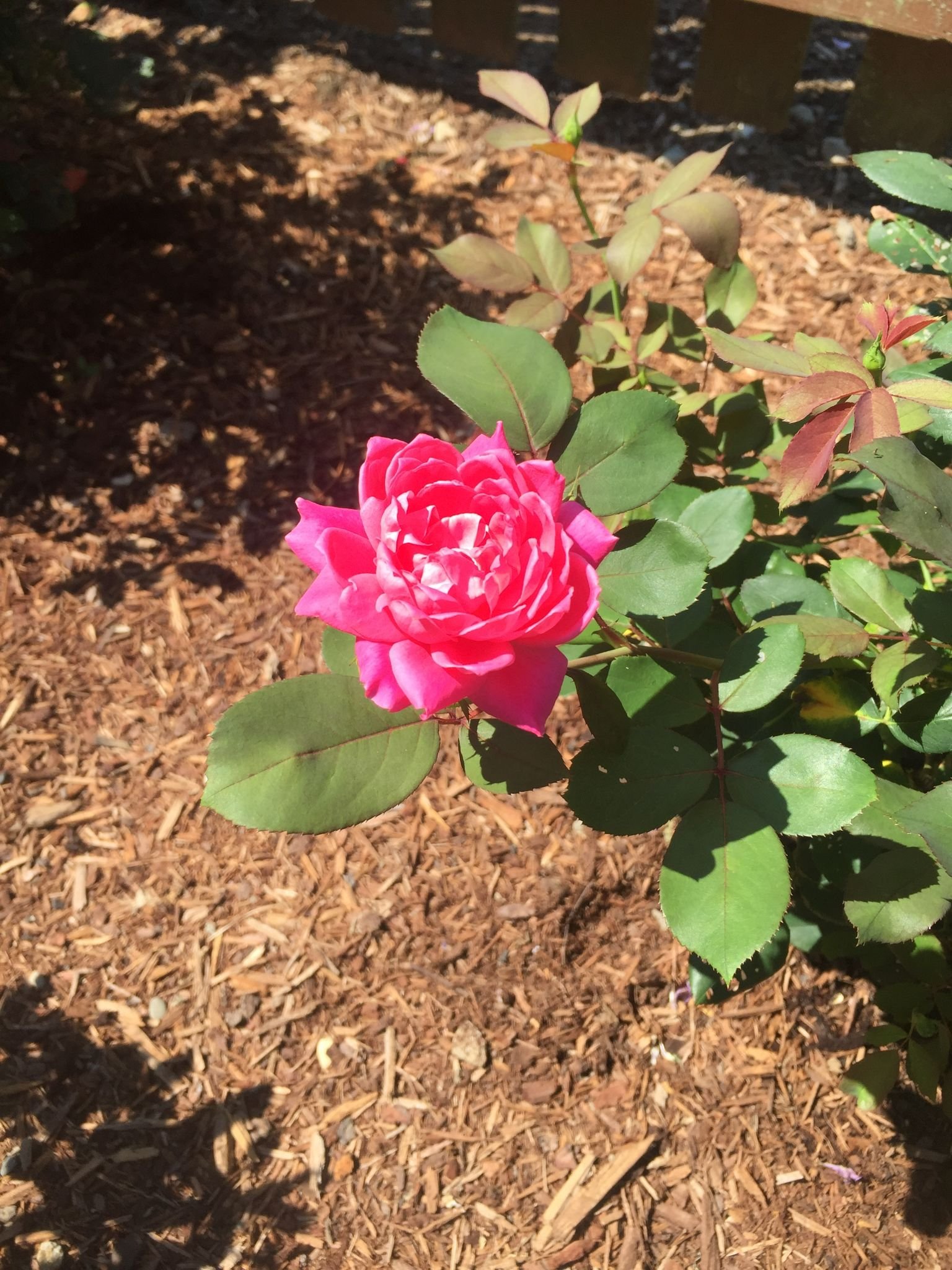 ROSES - KNOCKOUT.jpeg