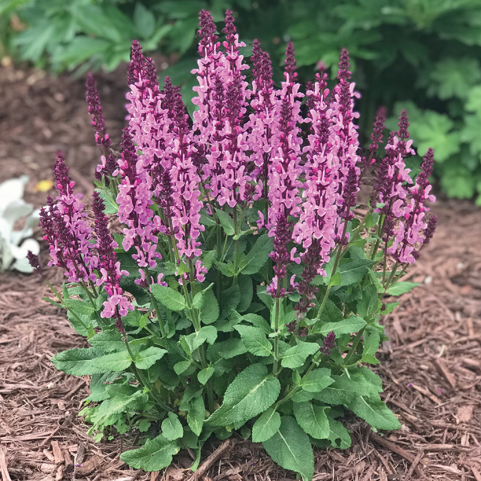 SALVIA- ROSE MARVEL.png