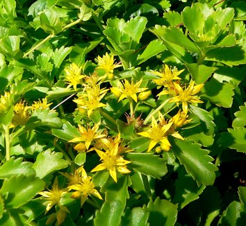 SEDUM - BOOGIE WOOGIE_img2.png