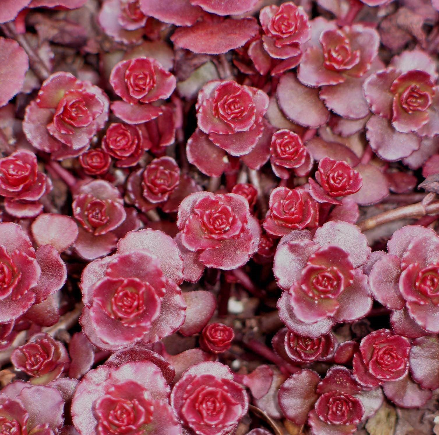 SEDUM - DRAGONS BLOOD.png