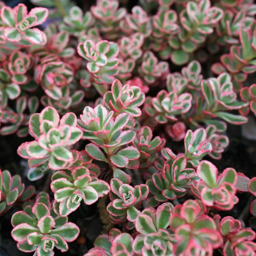 SEDUM -TRICOLOR.png