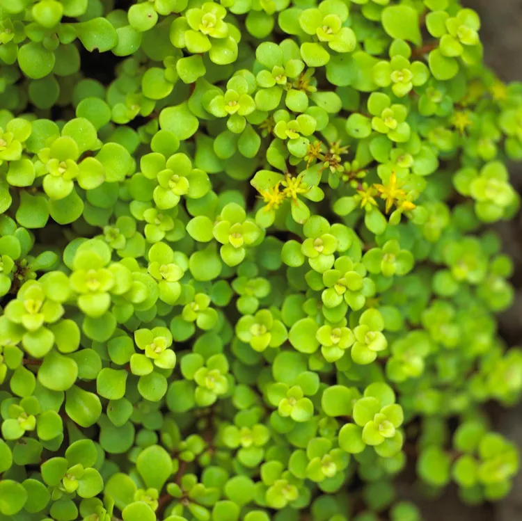 SEDUMS (STONECROPS) (Upright and Creeping)_img1.png