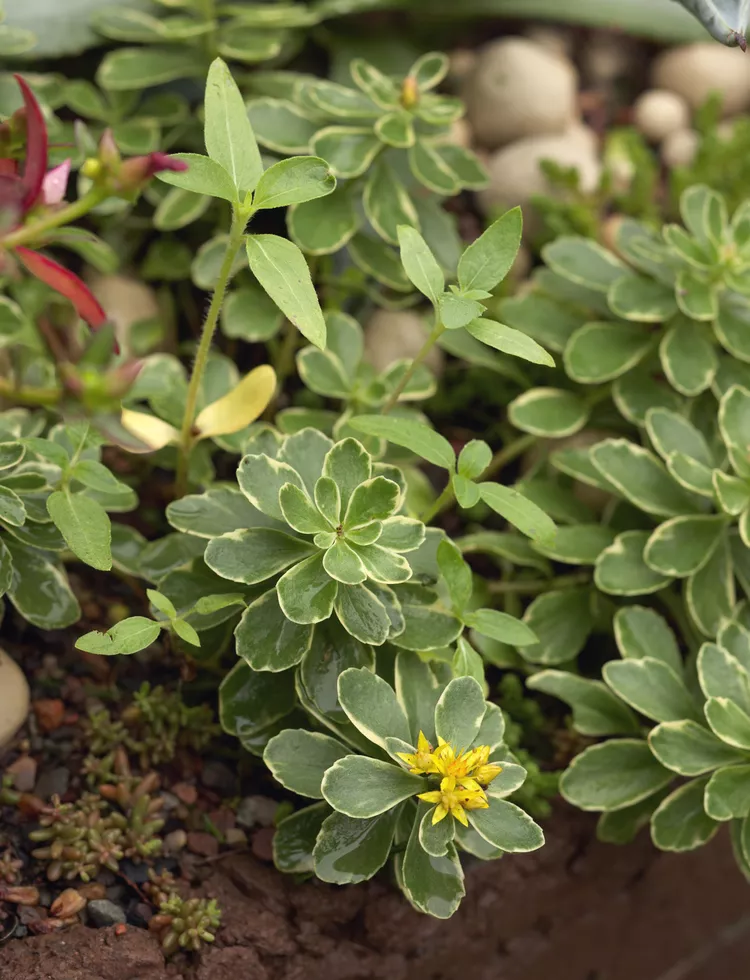 SEDUMS (STONECROPS) (Upright and Creeping)_img3.png