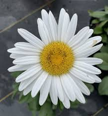 SHASTA DAISY - BECKY_img1.png