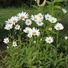 SHASTA DAISY - BECKY_img2.png