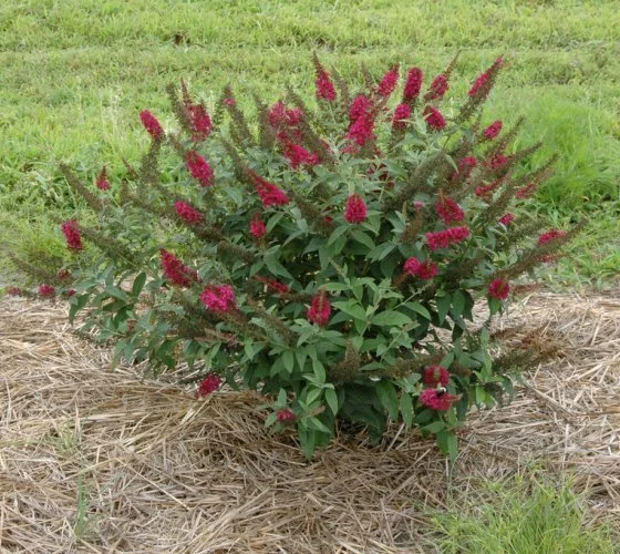 SHRUBS __ Deciduous_img2.jpeg