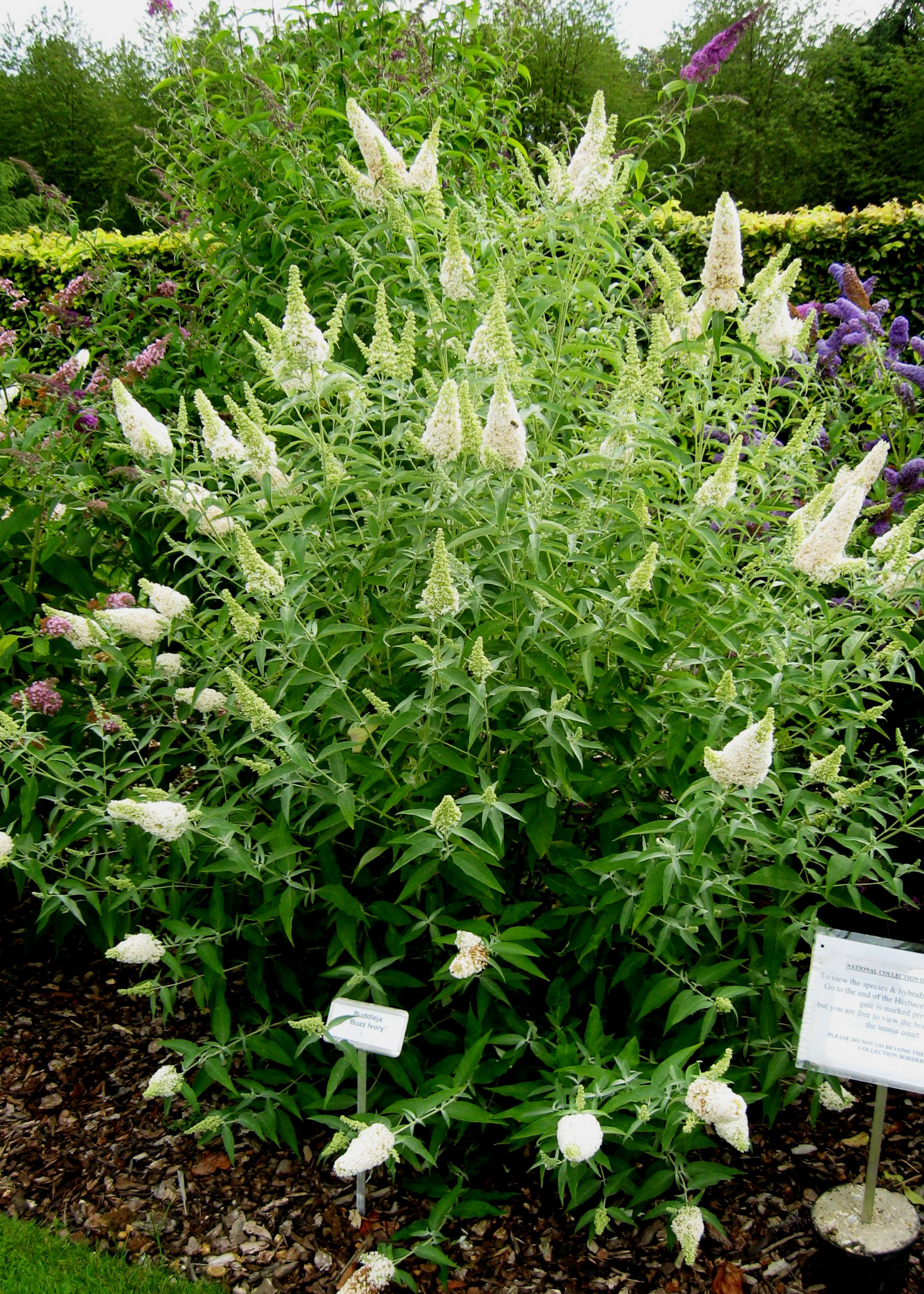 SHRUBS __ Deciduous_img1.png