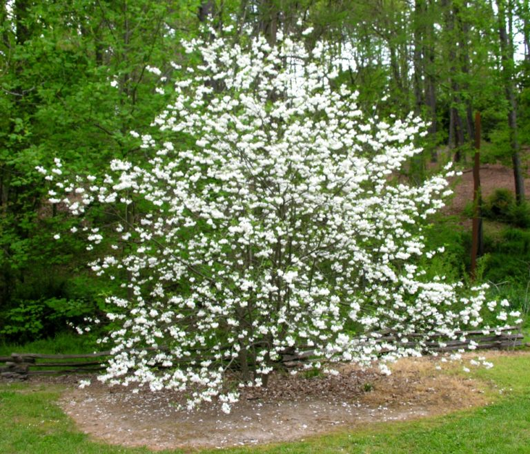 SILVER BELLS_img2.png