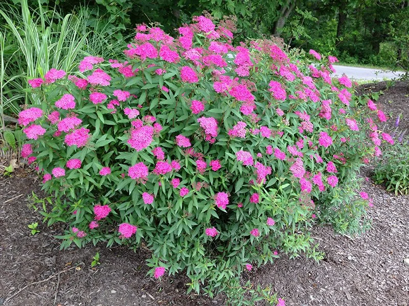 SPIREA - ANTHONY WATERER.jpeg