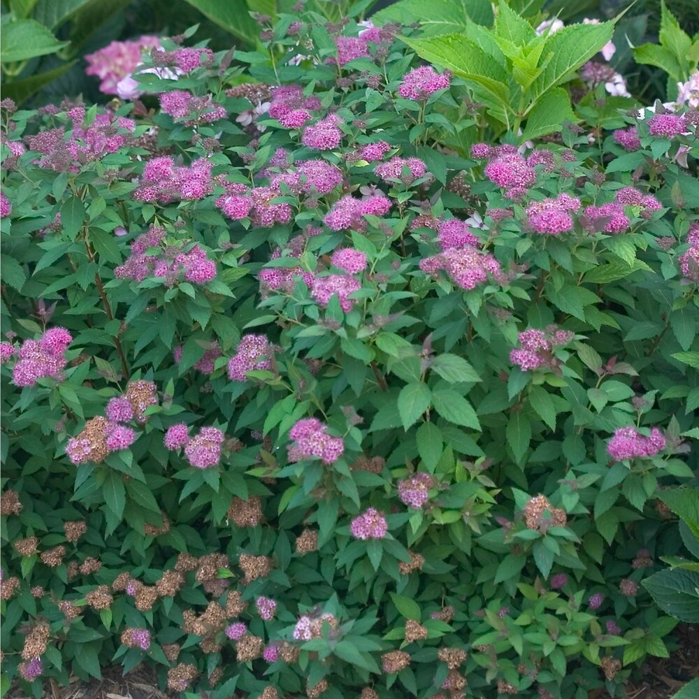 SPIREA - DOUBLE PLAY ARTISAN.png