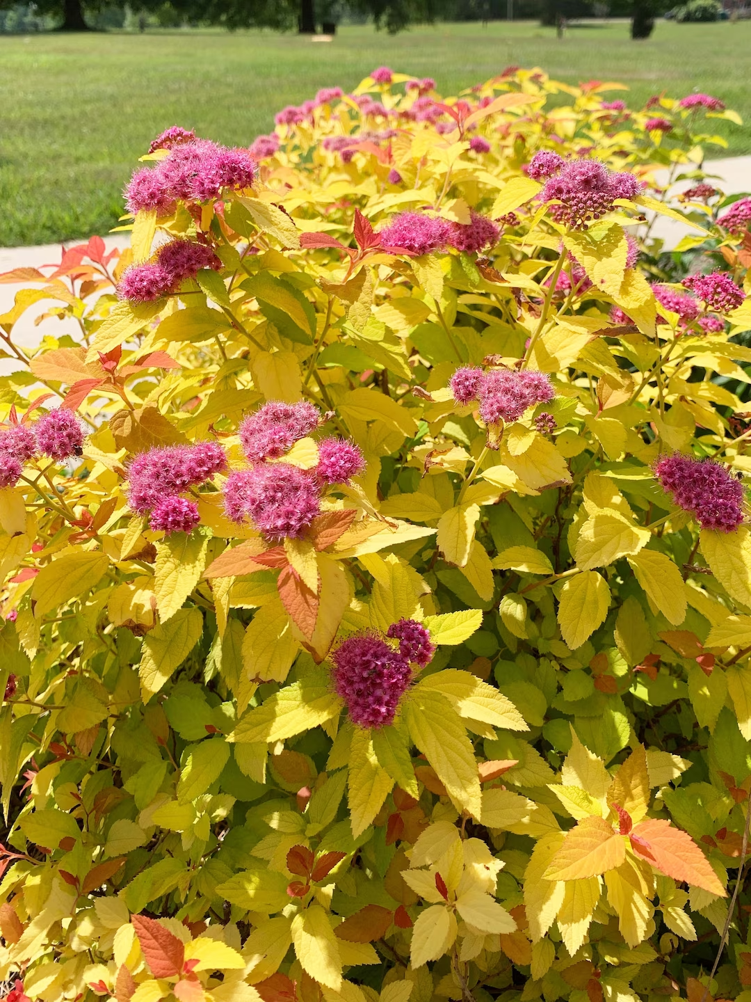 SPIREA - DOUBLE PLAY CANDY CORN.png