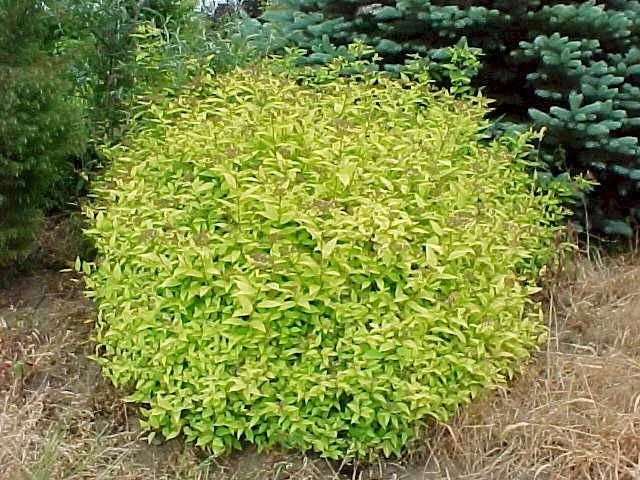 SPIREA - GOLDMOUND.jpeg