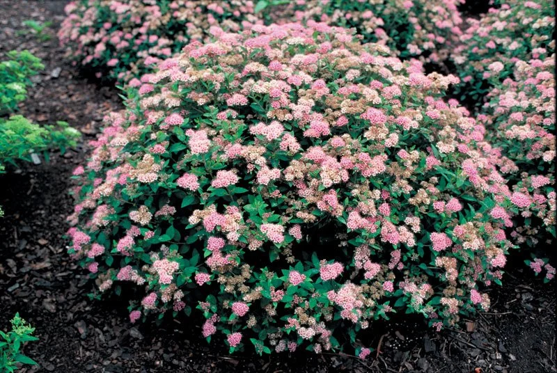 SPIREA - LITTLE PRINCESS.jpeg