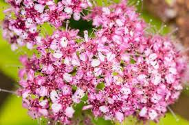 SPIREA - MAGIC CARPET (WALBUMA)_img1.png