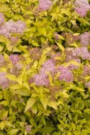 SPIREA - MAGIC CARPET (WALBUMA)_img2.png