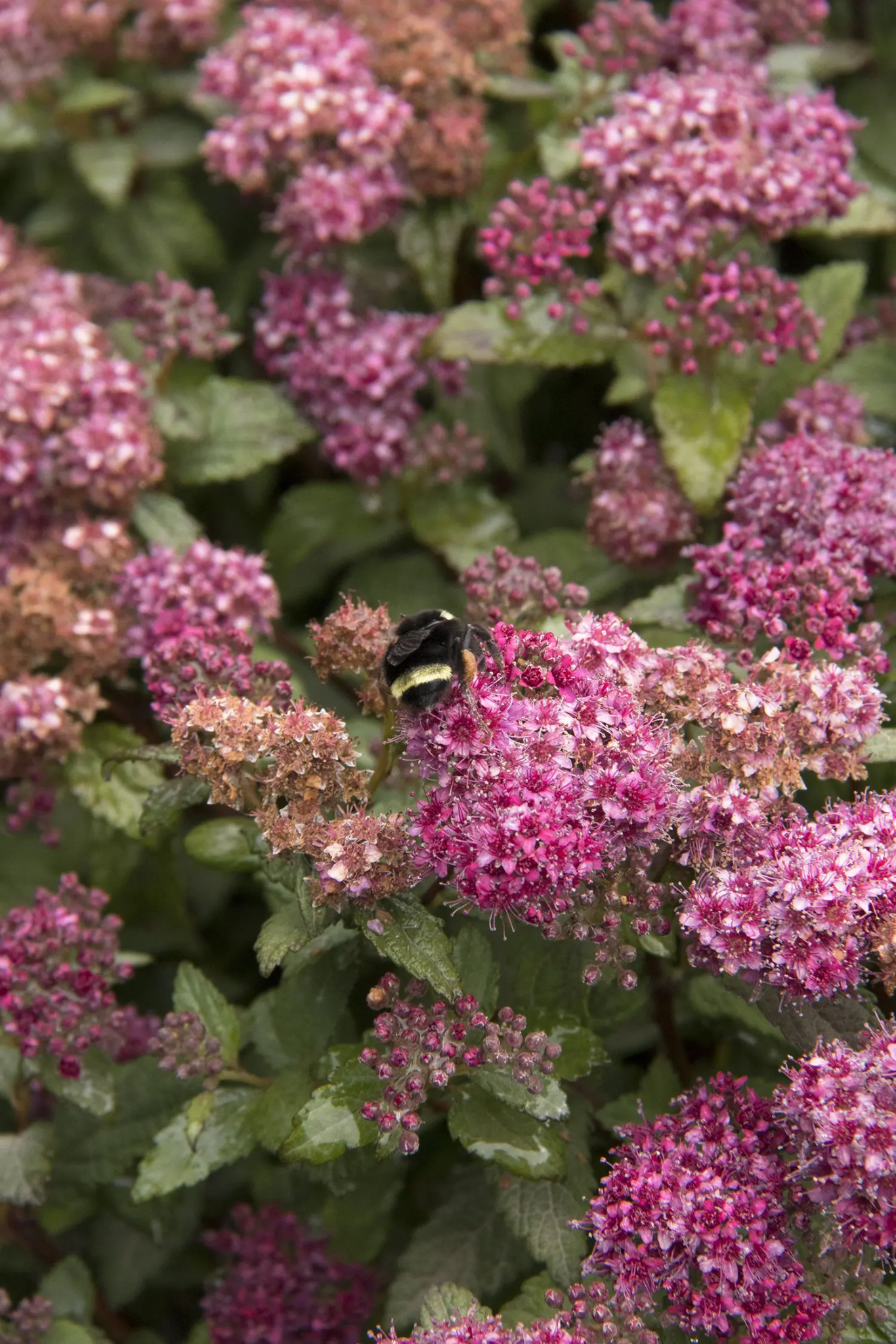 SPIREA - LIL FLIRT.png