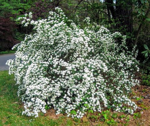 SPIREA - SNOWMOUND_img1.png