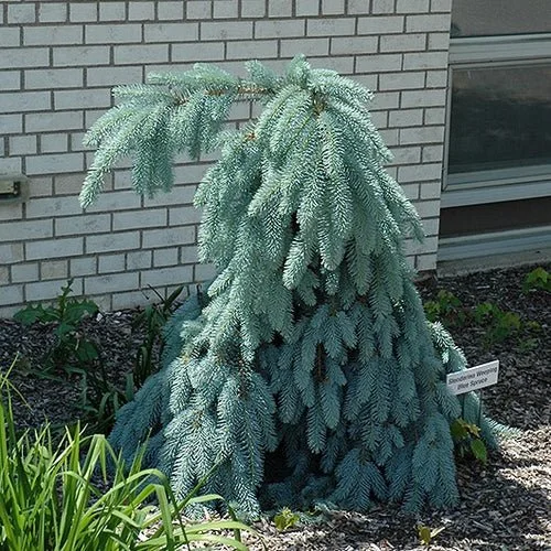 SPRUCE - WEEPING BLUE “SLENDERINA”.jpeg