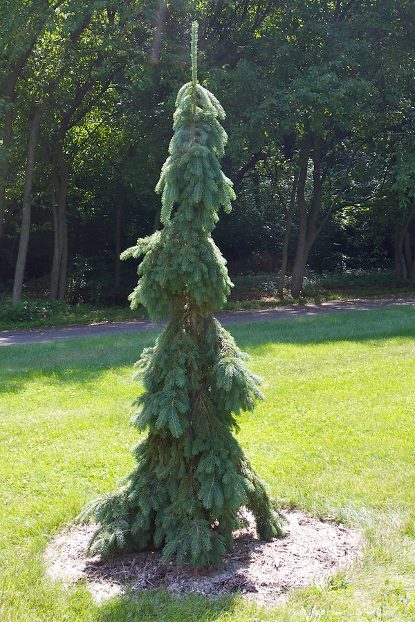 SPRUCE - WEEPING WHITE.jpeg