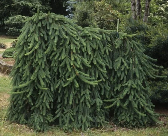 SPRUCE – WEEPING NORWAY.jpeg