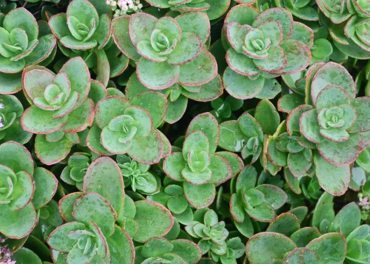 STONECROP - LIME ZINGER.png