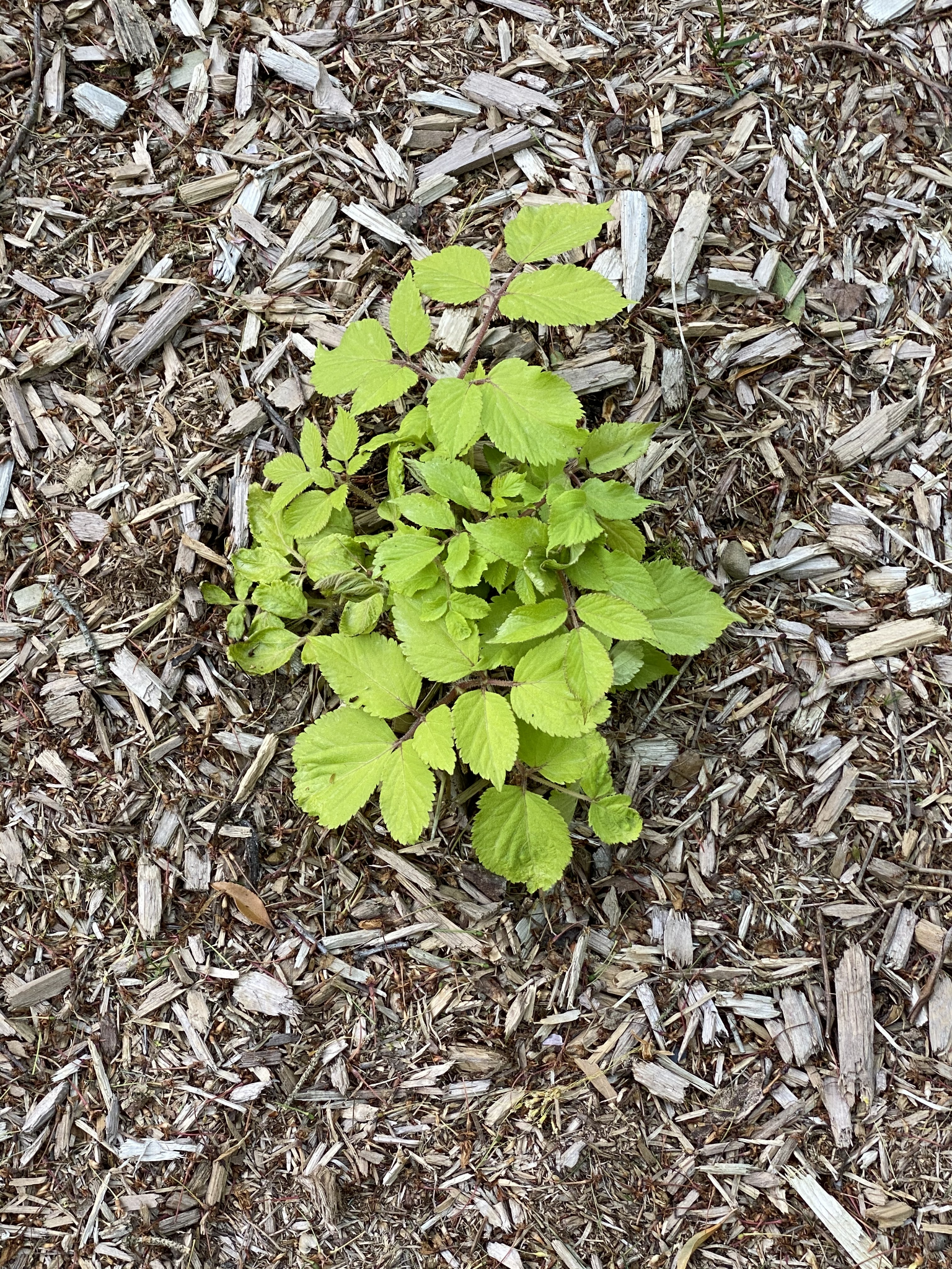 SUN KING - GOLDEN JAPANESE SPIKENARD.png