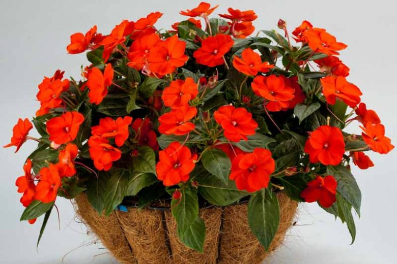 SUNPATIENS- COMPACT ELECTRIC ORANGE.png