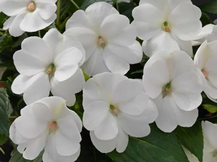 SUNPATIENS- COMPACT WHITE.png
