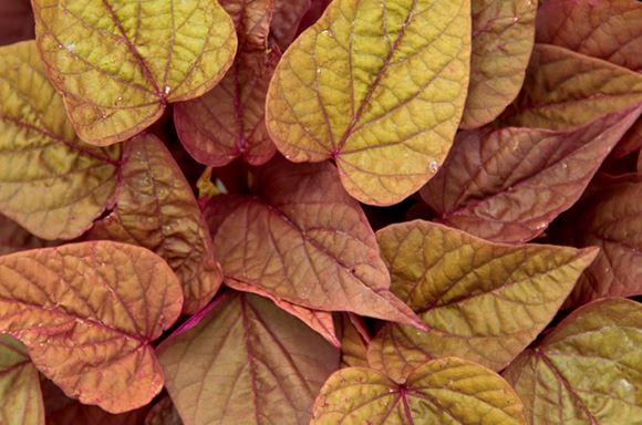 SWEET GEORGIA BRONZE-IPOMOEA (SWEET POTATO VINE).png