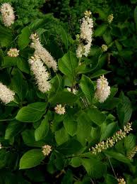 SWEET PEPPERBUSH (SUMMERSWEET)_img1.png