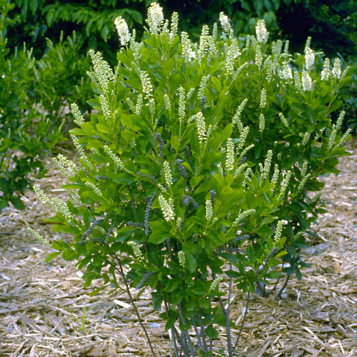 SWEET PEPPERBUSH (SUMMERSWEET)_img2.png