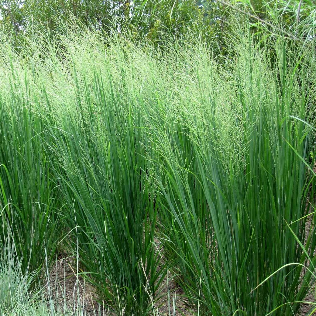 SWITCHGRASS_img3.png