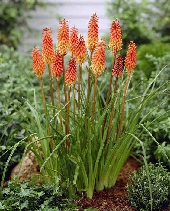 TORCH LILY - RED HOT POKER.jpeg