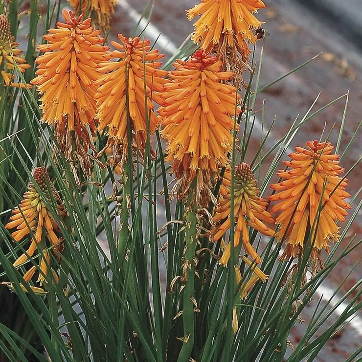 TORCH LILY - POCO ORANGE.png