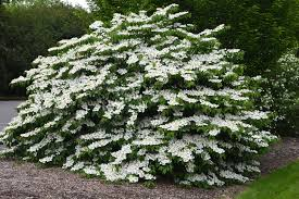 VIBURNUM - MARIESII_img2.png