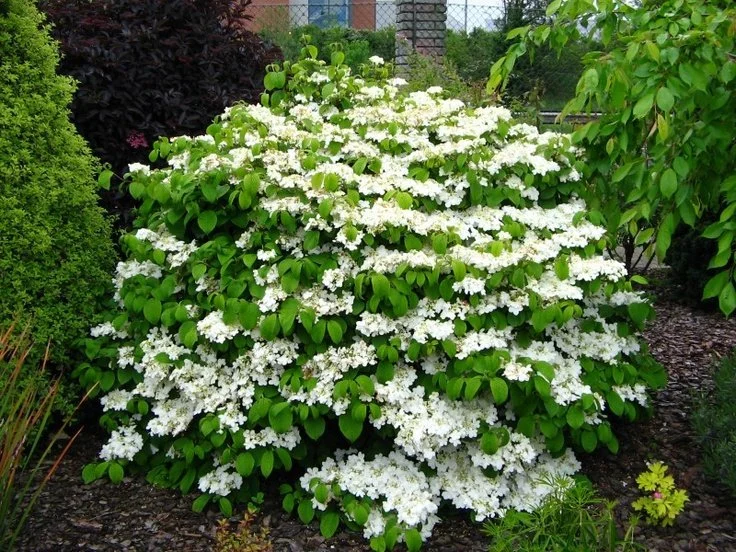 VIBURNUM - SHASTA.jpeg