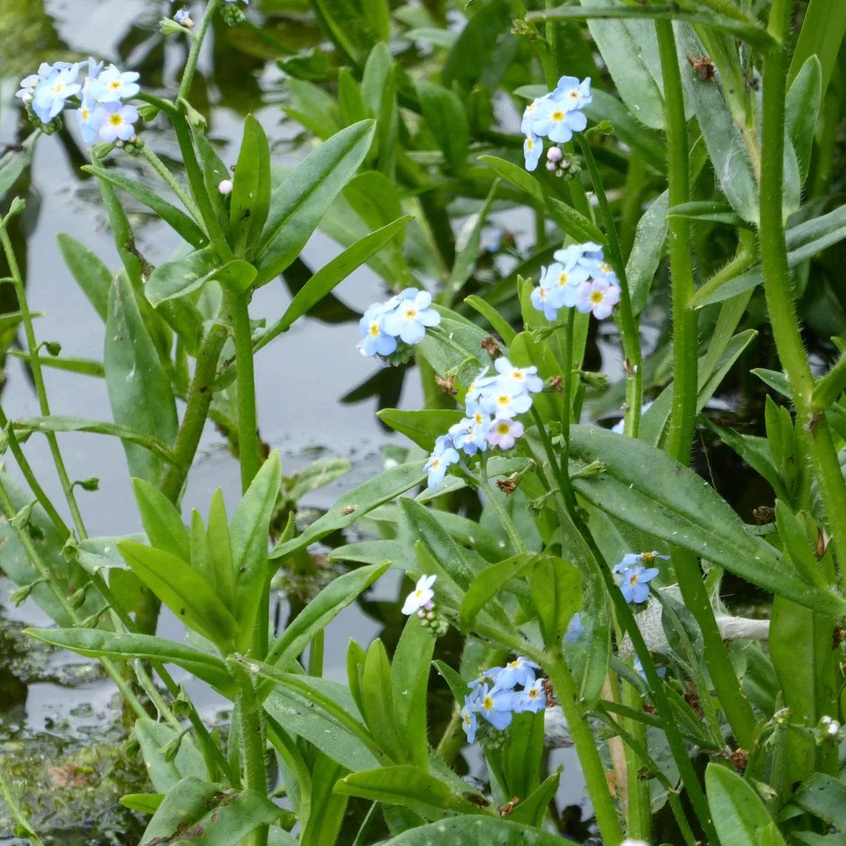 WATER FORGET-ME-NOT.png