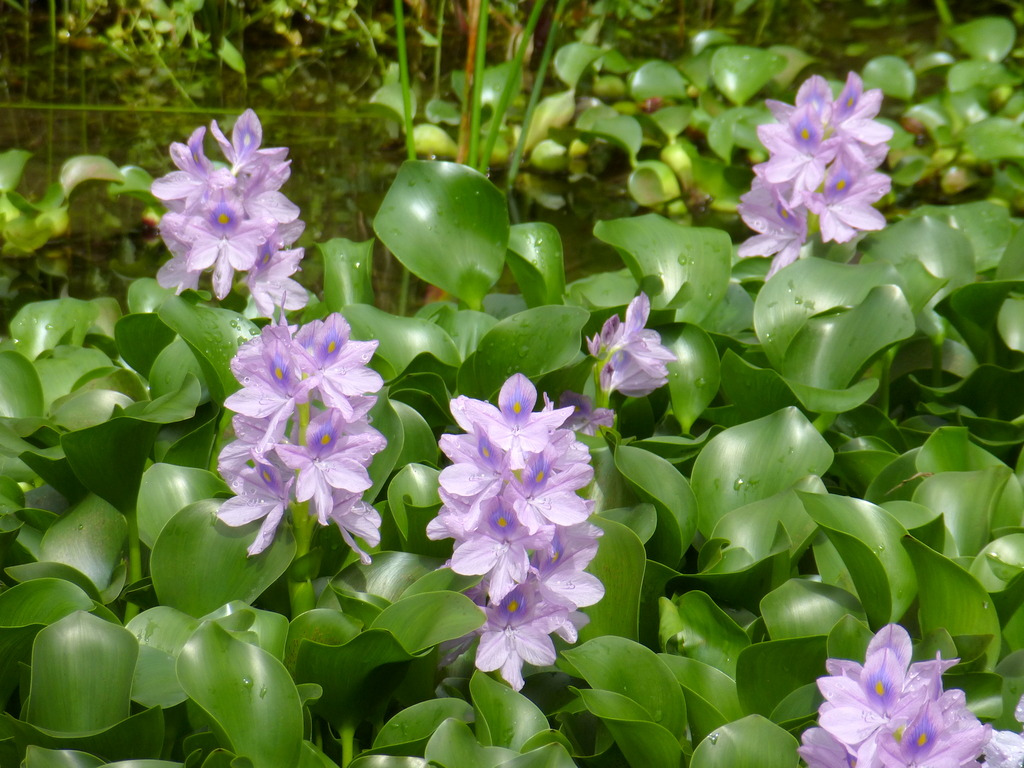 WATER HYACINTH.png