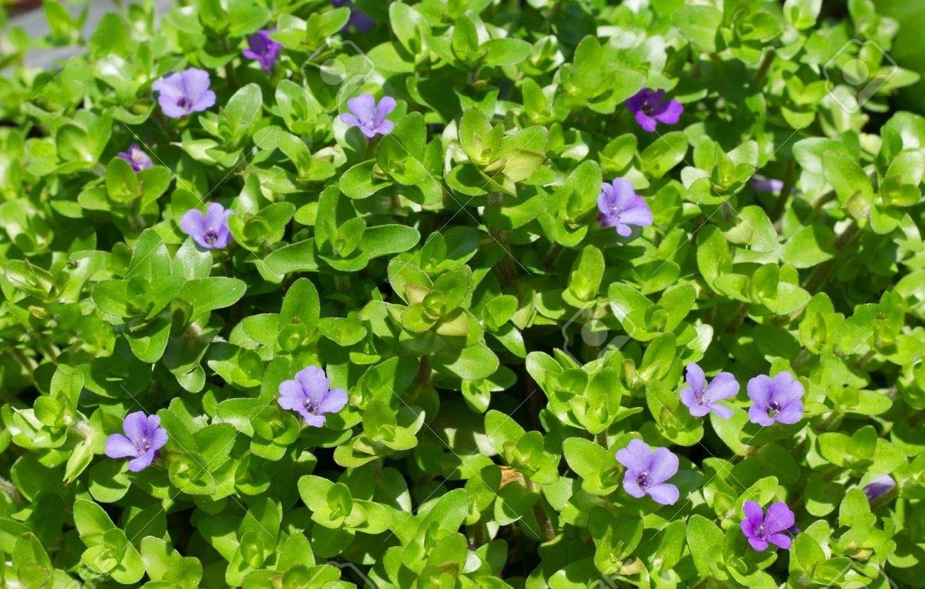 WATER HYSSOP (BACOPA MONNIERI).png