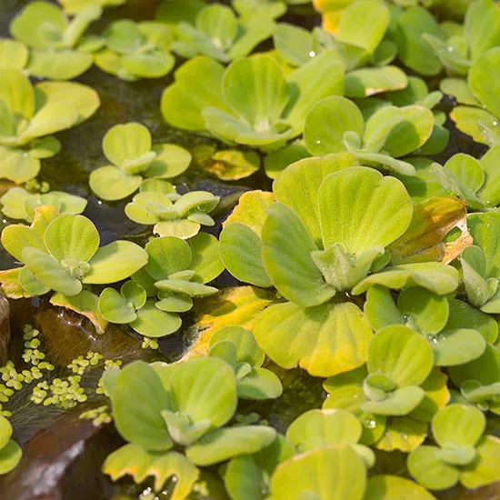 WATER LETTUCE.png